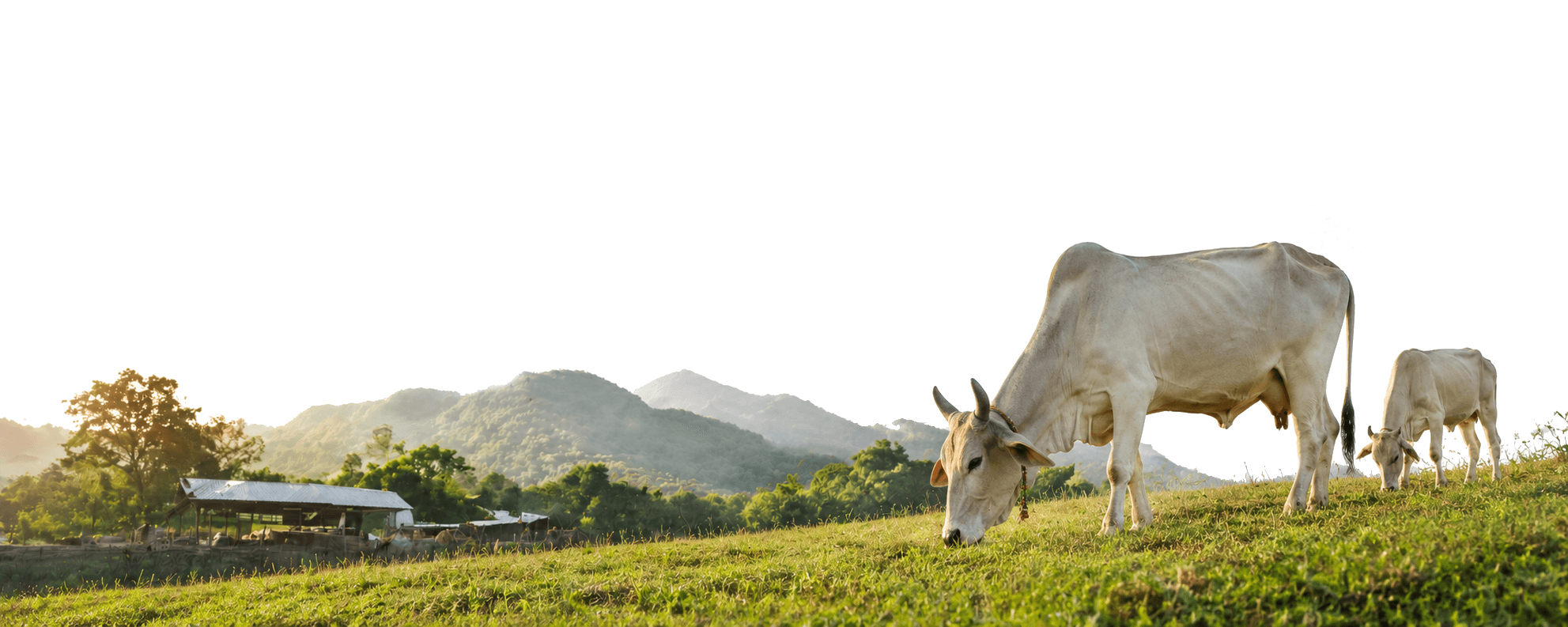 Cow feeding