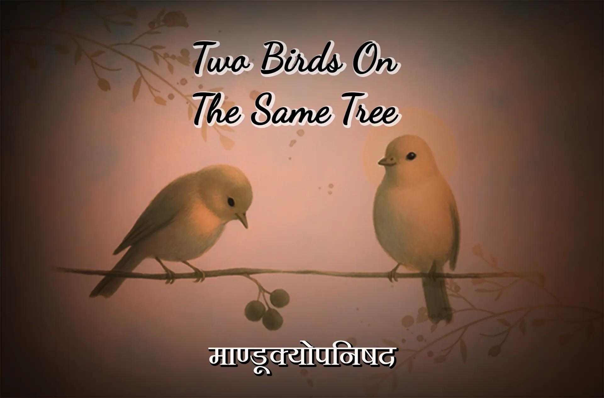 Two birds on the same tree | Solution to all Problems