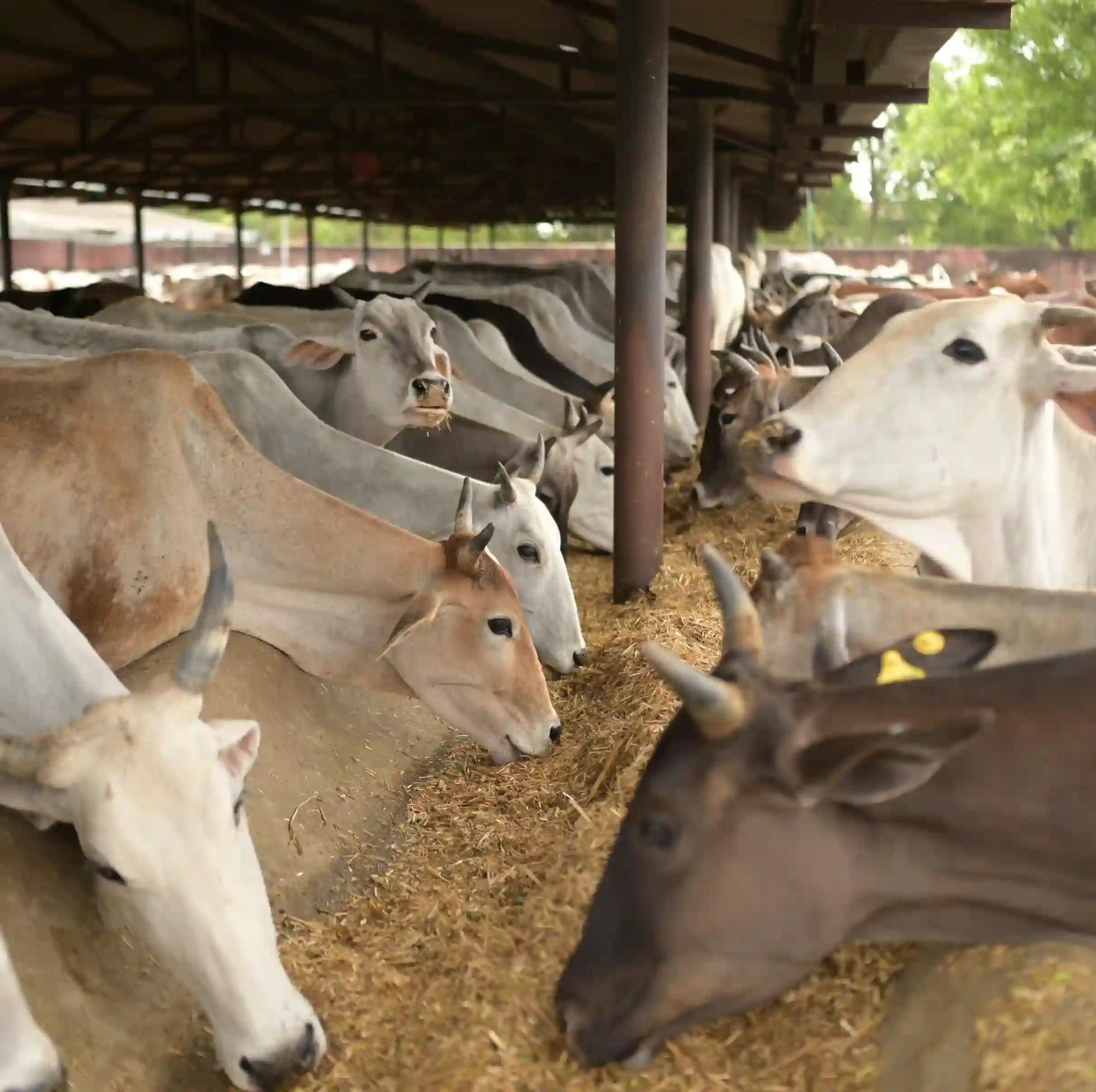 HINGONIA Cattle Rehabilitation Centre