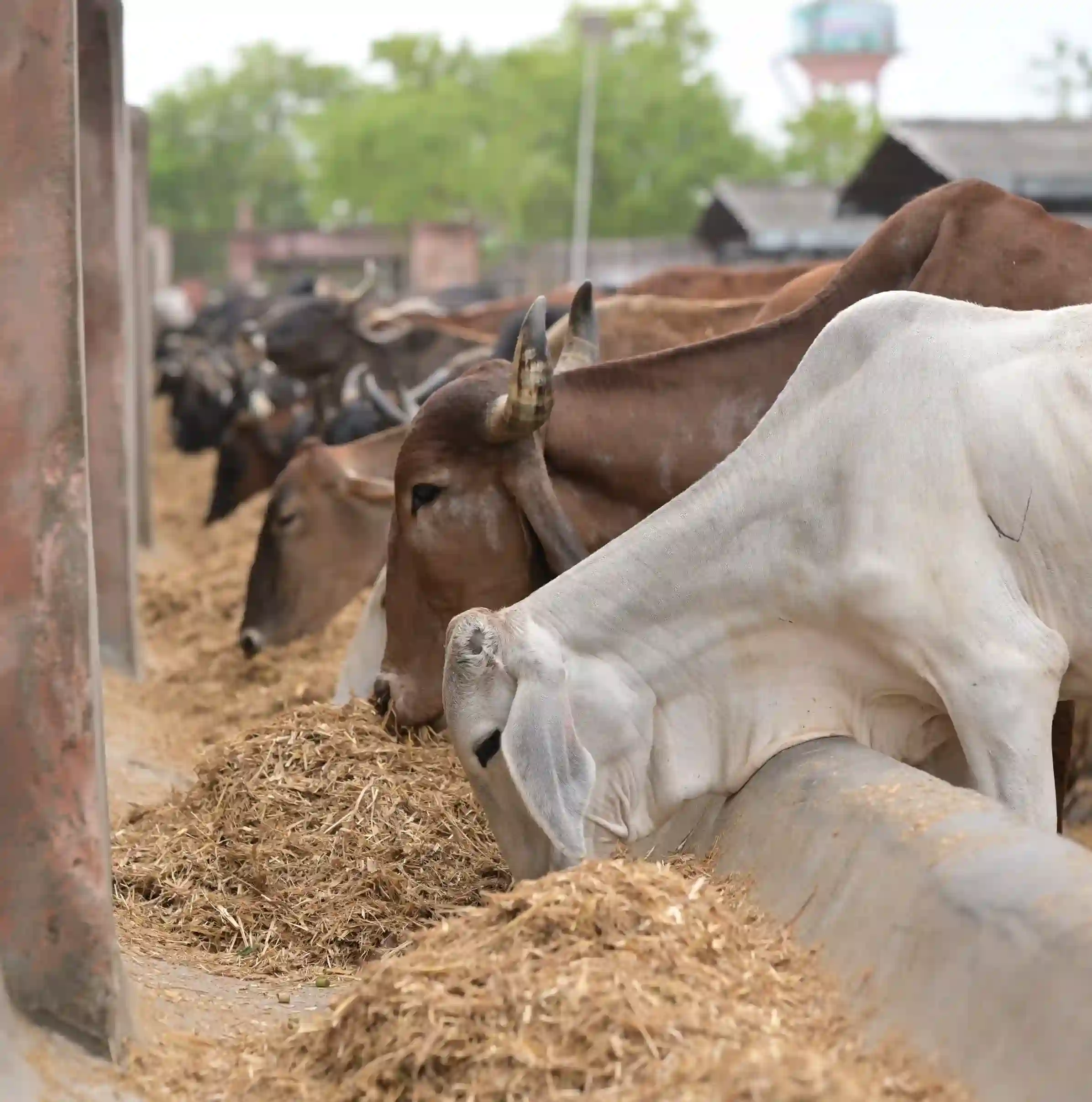 Perform Gau Seva & Get the blessings of Lord Govind