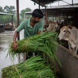 Gau Grass Bundle Seva (per Cow)