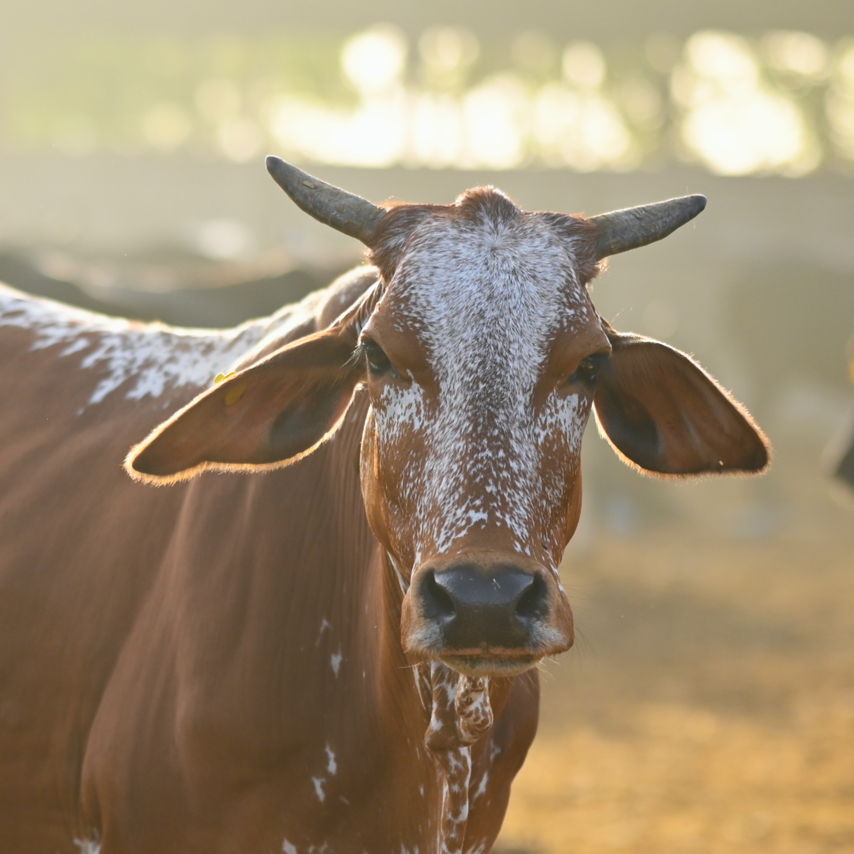 Adopt Cow for 1 Month