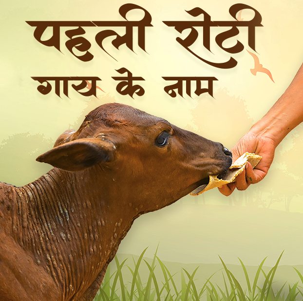 First Roti for cow
